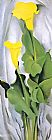 Yellow Calla Lily